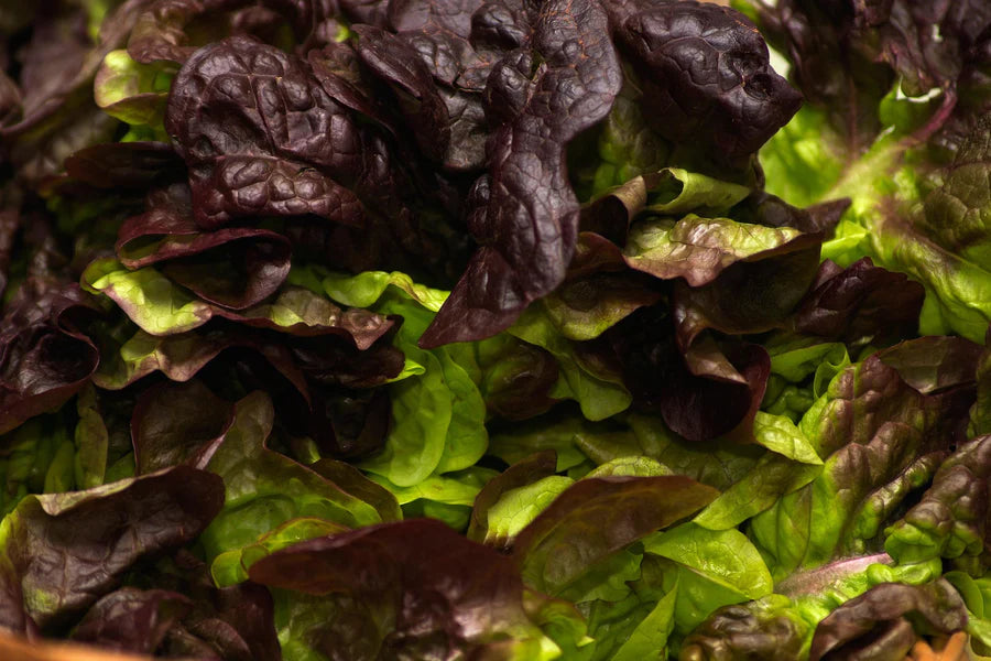 5 REASONS WHY YOU SHOULD INCLUDE MORE LEAFY GREENS IN YOUR DIET Vital