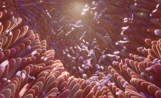 The Gut-Immune Connection: Nurturing Your Body's First Line of Defense
