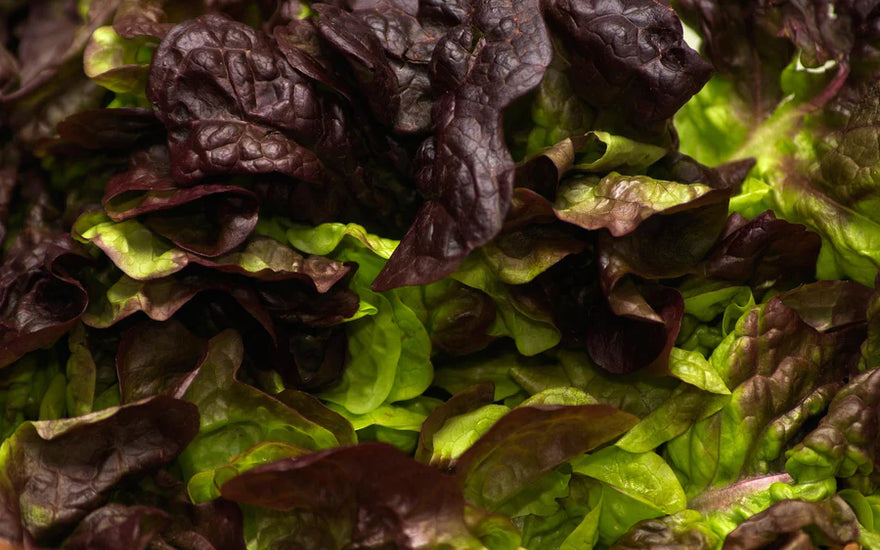 5 REASONS WHY YOU SHOULD INCLUDE MORE LEAFY GREENS IN YOUR DIET